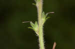 Common gypsyweed